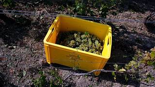 Hitze treibt Reife voran: Champagner-Lese in Frankreich beginnt früh