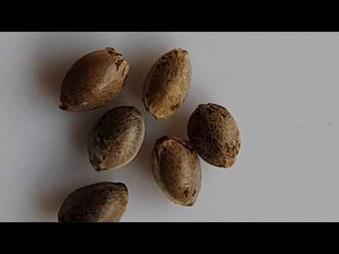 UKFN 2019 - Grow Season 3