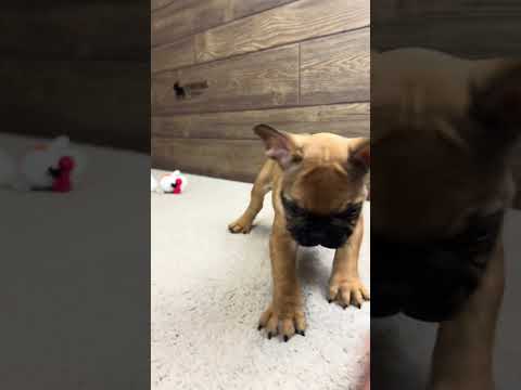 Video 1