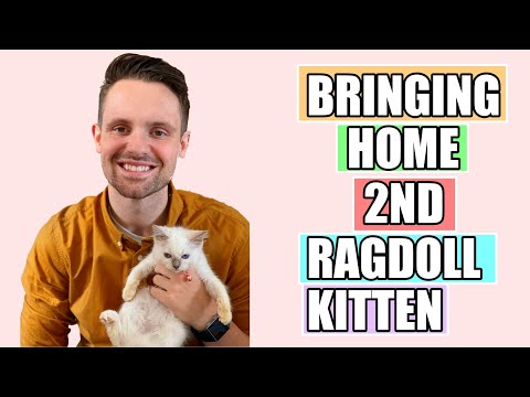 Bringing Home Our RAGDOLL KITTEN | NEW KITTEN | HOW TO INTEGRATE CATS AND KITTENS
