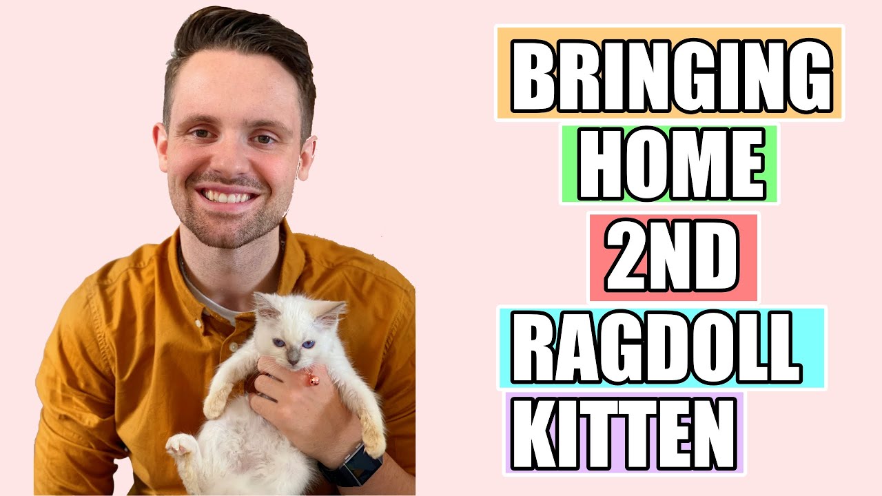 Bringing Home Our RAGDOLL KITTEN | NEW KITTEN | HOW TO INTEGRATE CATS AND KITTENS
