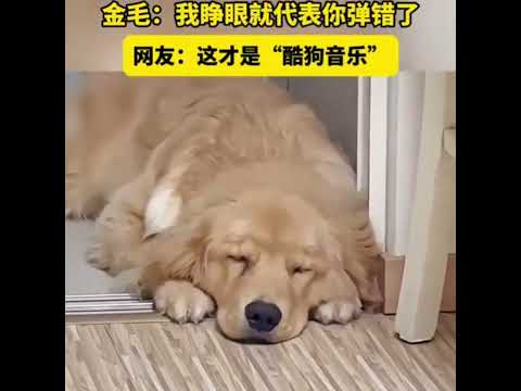 主人弹钢琴，仔细看，这条狗的爪子…