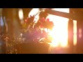 Morning Video Short Video On Morning Good Morning Status Good Morning