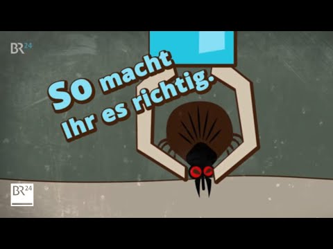 Wie entfernt man eine Zecke richtig? Bloß nicht so ... | BR24