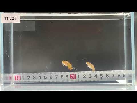 TH 225 class I  A O T