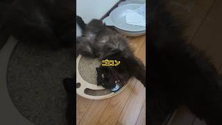 他は普通にしてるのにココはこんな感じになるw #猫 #ネコ #KAT #ペット #動物 #黒猫