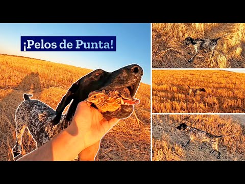 💥𝗢𝗥𝗢 𝗲𝗻 𝗲𝗹 𝗥𝗔𝗦𝗧𝗥𝗢𝗝𝗢💥 Cazando codornices de los pies😲