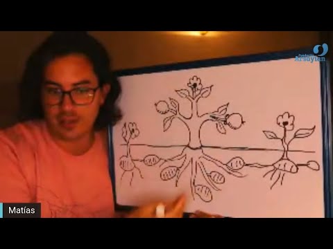 Day 348 Edición en Español - TUBERCULOS - Spanish edit- Matias De Stefano