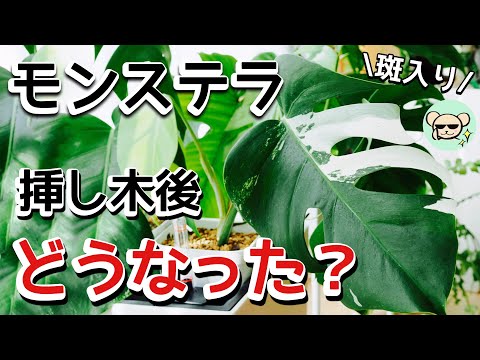 挿し木によるモンステラの繁殖: ステップバイステップ 植物
