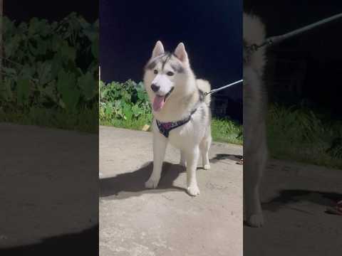 Meko bas ghumne se matlab hai #shorts #viral #trending #youtubeshorts #dog #music #song #youtube