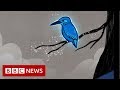 How A Kingfisher Helped Reshape Japan S Bullet Train BBC News