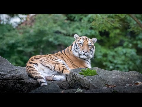 Learn About Tigers!
