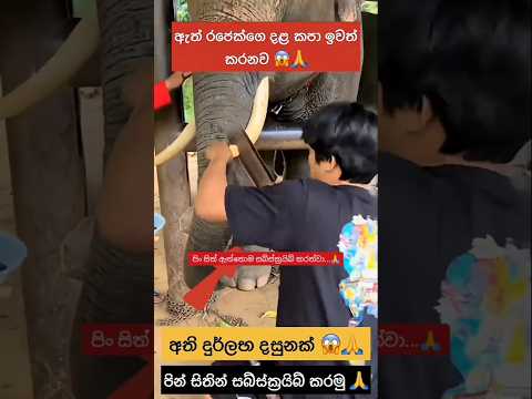 ඇත් රජෙක්ගෙ දළ කපා ඉවත් කරනවා😱 #2025 #trending  #sinhala #srilanka  #shorts #budubana #fyp #100k
