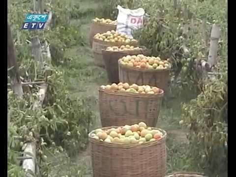 জামালপুরে টমেটোর বাম্পার ফলন