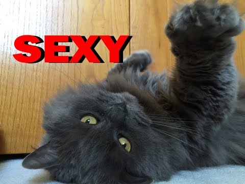 My sexy cat (don't be jealous)