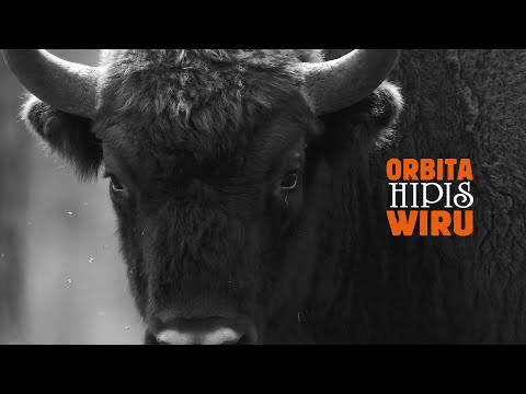 ORBITA WIRU - Hipis /Official Video/ [2020]