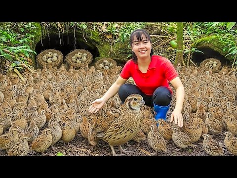 TIMELAPSE -- Harvesting Wild Quails by a Forest Stream & Goes Market to Sell – Survival Life