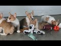 Welsh Corgi Pembroke dogs for sale: Izzy - Video 1