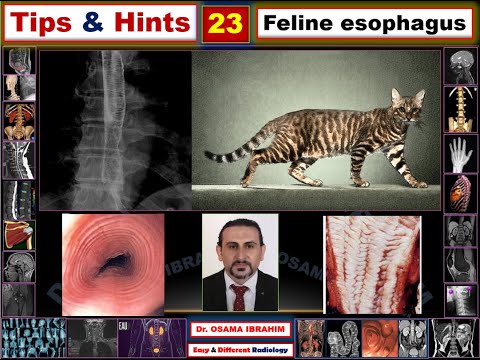 Feline esophagus (Tips & Hints 23)