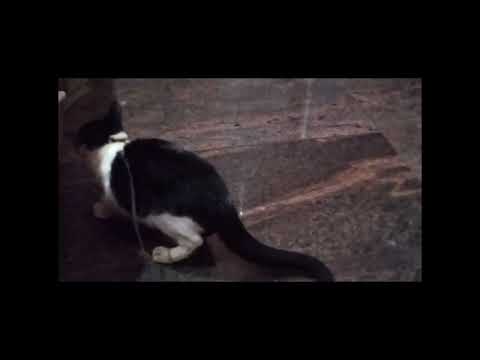 cats scared funny moments