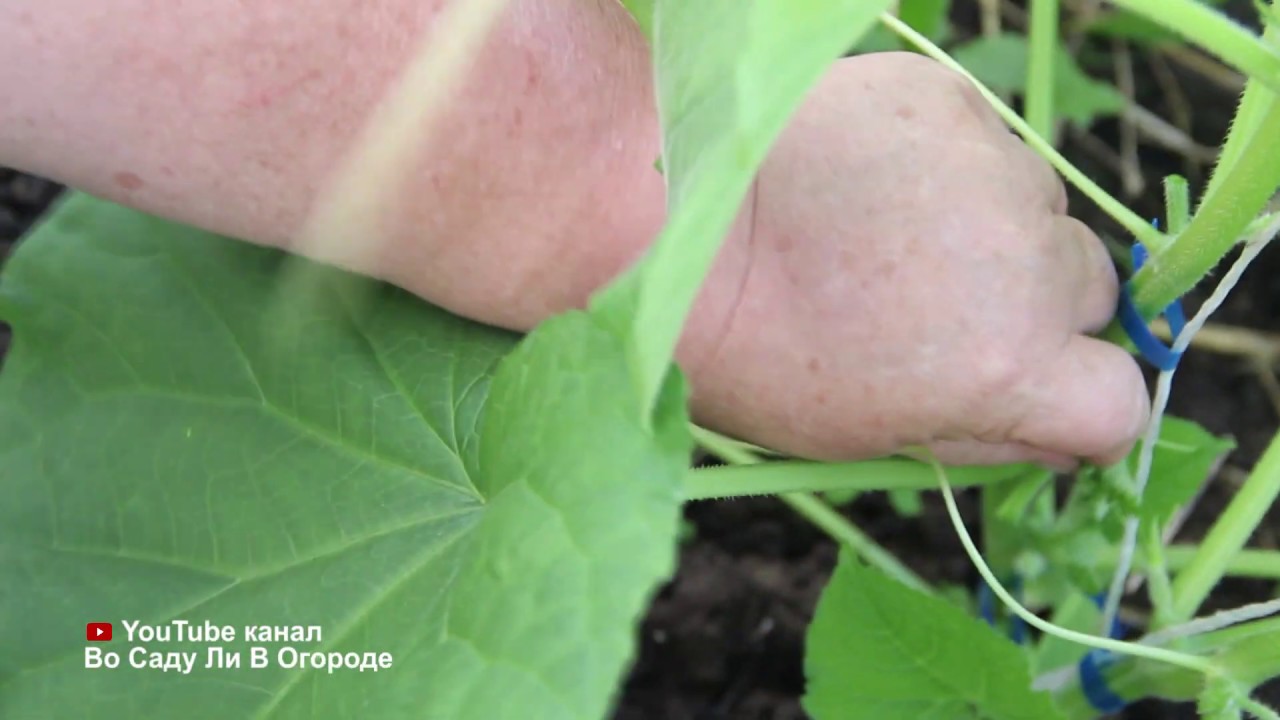 Самый простой способ увеличить урожай! Посадка огурцов по-новому!