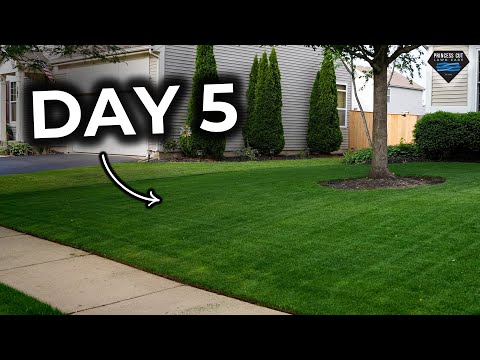 This Grass Takes Only 7 days to Germinate 🚀