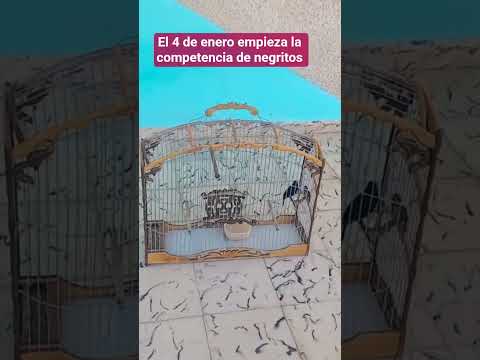 En Ciego de Ávila el 4 de enero empieza la fiesta. en elnparque de la Ciudad.