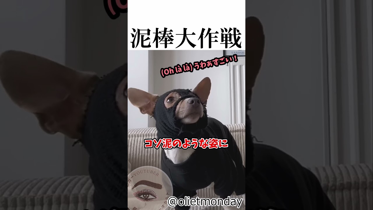 人の敷地にボールが入ったから😂 #shortvideo #泥棒 #小型犬