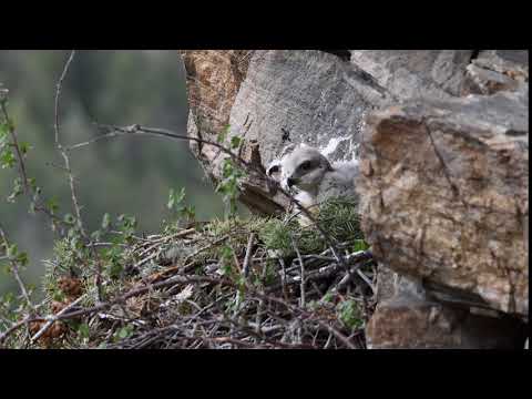 Redtail Hawk baby in nest. Colorado