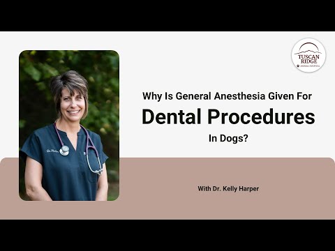 Why is General Anesthesia Given for Dental Procedures in Dogs?