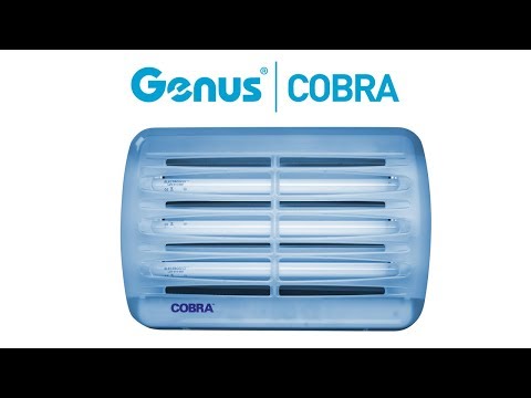 download lagu mp3 mp4 Cobra Fly Catcher, download lagu Cobra Fly Catcher gratis, unduh video klip Cobra Fly Catcher