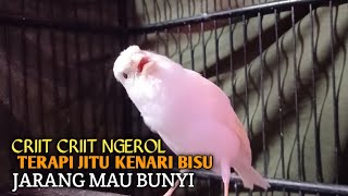 Download lagu kenari gacor panjang Cuit Cuit EMOSI, Pancingan Kenari Paud Belajar Bunyi, terapi AMPUH Kenari MACET mp3 Download lagu kenari gacor panjang Cuit Cuit EMOSI, Pancingan Kenari Paud Belajar Bunyi, terapi AMPUH Kenari MACET mp3