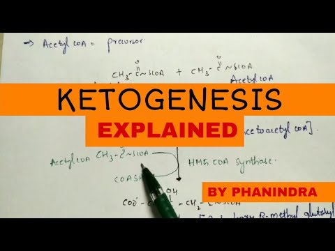 Beta oxidation of Fatty acids Energetics By phanindra