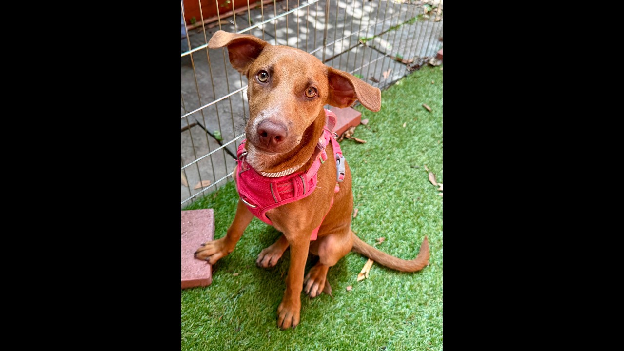 Enlarge Lilo, a Adopted mixed breed in chevy chase, MD video 3/5