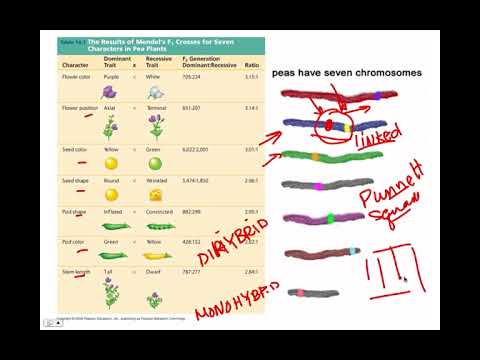 Dihybrid Crosses, BIO105 Introductory Biology, David Champlin, USM