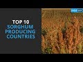 Top 10 Sorghum Producing Countries