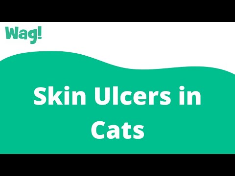 Skin Ulcers in Cats | Wag!
