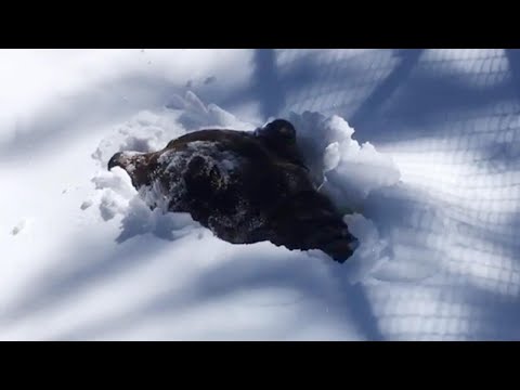 L'orso grizzly esce dal letargo e sembra dire: "Ciao, mondo, eccomi di nuovo qui"