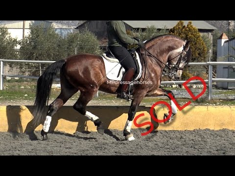 **SOLD** Friendly Andalusian PRE Stallion 2015 - 1,67 m | #MP399