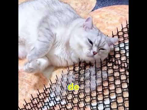 ¿Qué otros métodos conoces para recoger el pelo de gato? 🐱✨ #pets #shorts #cat #cute #funny