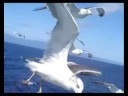 Gaivotas video