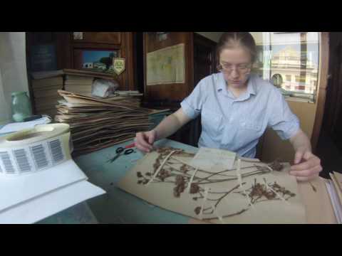 Industrial digitisation of the Moscow University Herbarium in 2015