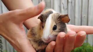 Revealing the gender of our babies and How to sex baby Guinea Pigs