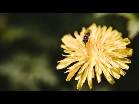 Terenski vlog (MACRO fotografija)