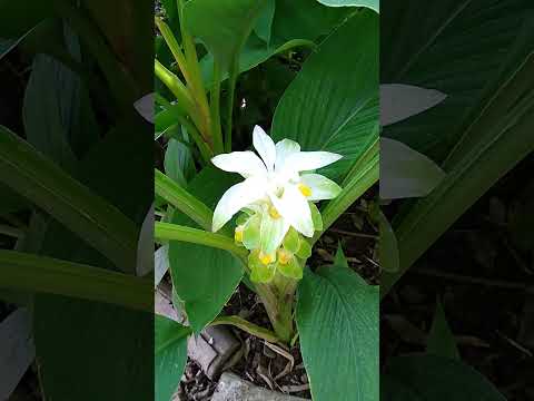 庭でターメリックを使用するにはどうすればよいですか？ 5つの意外な用途と植物への影響  庭園