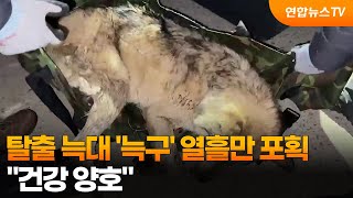 탈출 늑대 '늑구' 열흘만 포획…건강 양호 / 연합뉴스TV (YonhapnewsTV)