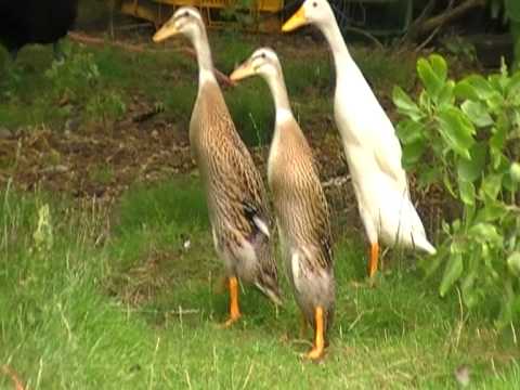 , title : 'indian runner ducks'