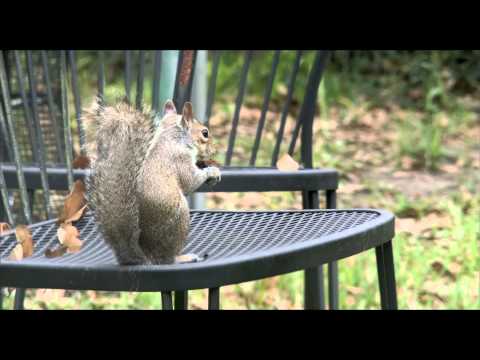 Squirrel Video - Blackmagic Cinema Camera with Super Takumar 135 f2.5 lens