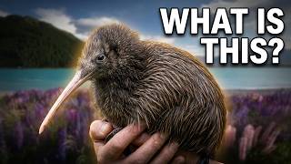 16 Mind Blowing Facts About NEW ZEALAND - The Most UNIQUE COUNTRY In The WORLD - Documentary