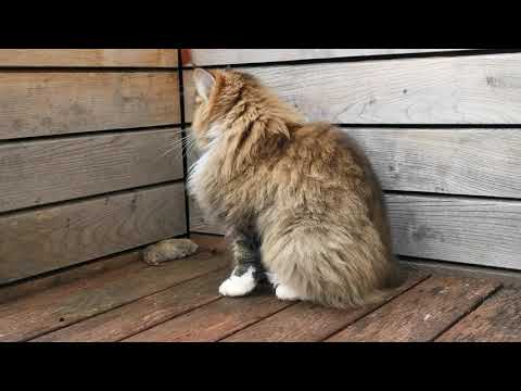 Norwegian Forest Cat: Smilla, Beautiful Predator